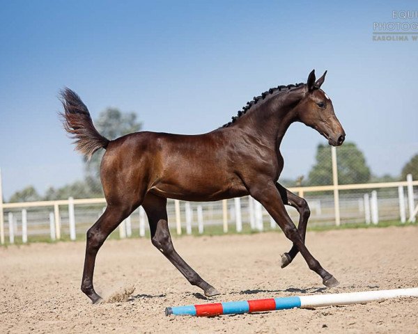 horse Stute von Baloutaire PS / Cassini II (Holsteiner, 2022, from Baloutaire PS)