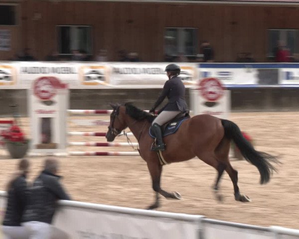 Reitturnier Ranshofen - Braunau am Inn 2023