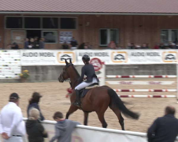 Reitturnier Ranshofen - Braunau am Inn 2023
