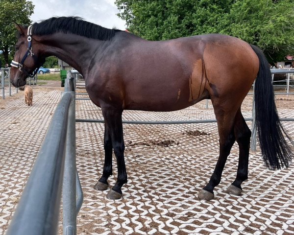 jumper Snorre (Hanoverian, 2017, from Stakkato Gold)