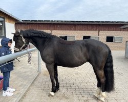 dressage horse Melli 18 (Pony without race description, 2013)