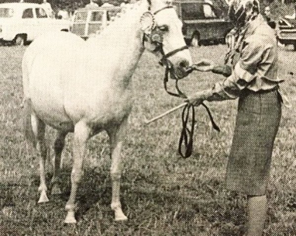 Zuchtstute Cusop Glamour (Welsh Pony (Sek.B), 1955, von Cusop Architect) Zuchtstute Cusop Glamour (Welsh Pony (Sek.B), 1955, von Cusop Architect)