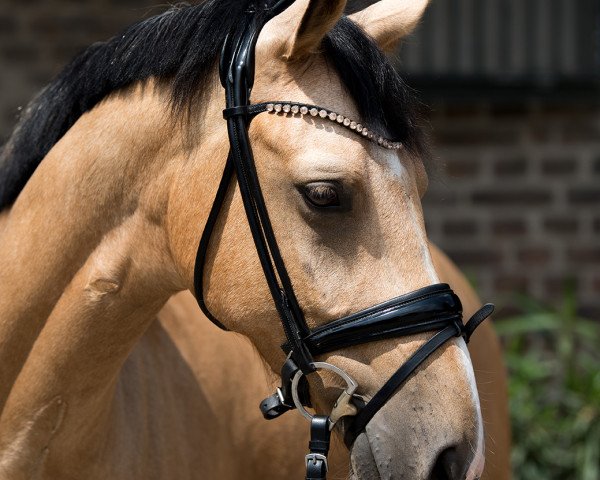 Pferd Nelson SD (Deutsches Reitpony, 2018, von Fs Numero Uno)