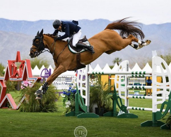 Springpferd Quality H (Hannoveraner, 2011, von FRH Quaid)
