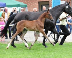 jumper Viscerado 3 (Hanoverian, 2014, from Viscount 22)