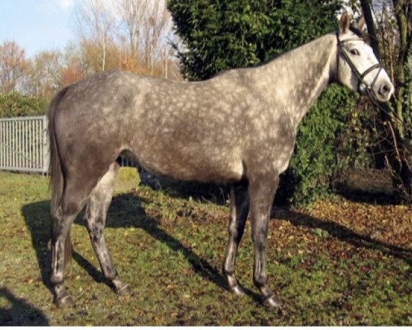 jumper Casablanca 74 (Trakehner, 2001, from Suchard)