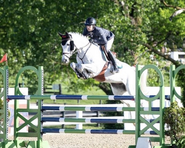 jumper Perfect Match D (Westphalian, 2015, from Pilothago Dxb)