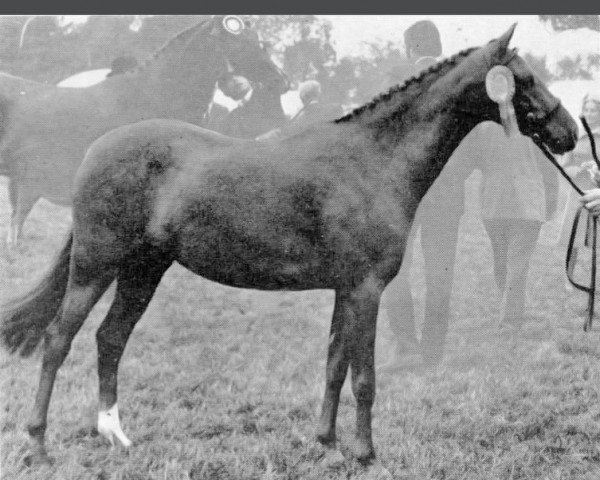 Zuchtstute Daldorn Ladybird (British Riding Pony, 1971, von Gems Signet)