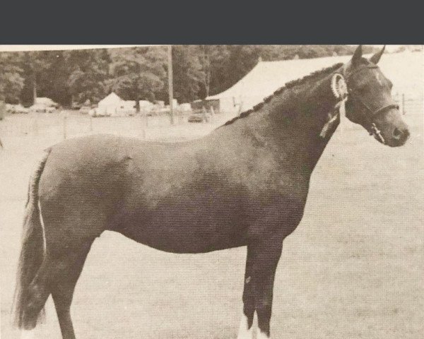 Zuchtstute Rotherwood Honeysuckle (Welsh Pony (Sek.B), 1968, von Downland Chevalier) Zuchtstute Rotherwood Honeysuckle (Welsh Pony (Sek.B), 1968, von Downland Chevalier)
