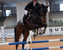 Springpferd Don Alberto 7 (Holsteiner, 2018, von Diamar)