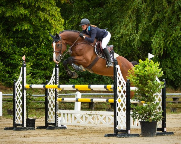 jumper Caballero Taverde (Oldenburg show jumper, 2017, from Casallco)