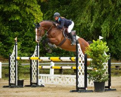 jumper Caballero Taverde (Oldenburg show jumper, 2017, from Casallco)