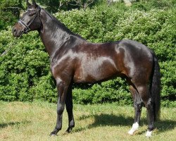 dressage horse Borcelli 3 (Oldenburg, 2015, from Bordeaux 28)