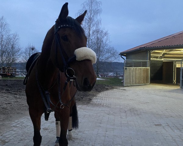 Pferd Amy (Westfale, 2014, von Aragorn W)