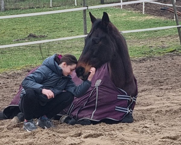horse La Chica Bonita 4 (Westphalian, 2003, from Laomedon)