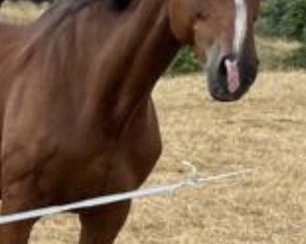 horse Paquita 42 (Westphalian, 2005, from Pascavello)