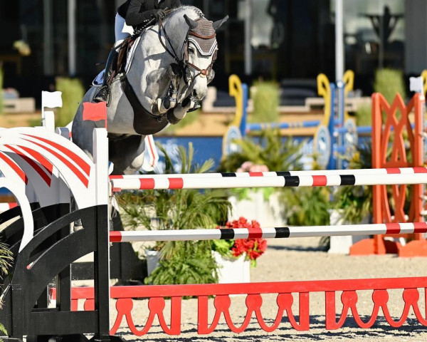jumper Lumpi 71 (Oldenburg show jumper, 2013, from Lord Argentinus)