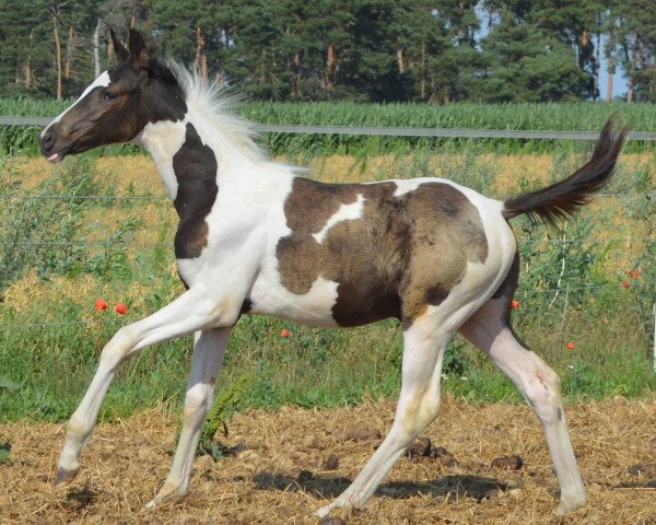horse Atyria`s Charming Cessy (German Warmblood, 2023, from Quattro Legende)