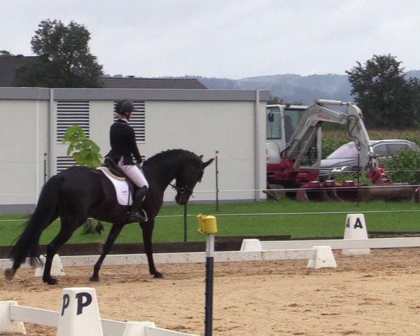 Reitturnier Ranshofen - Braunau am Inn 2023