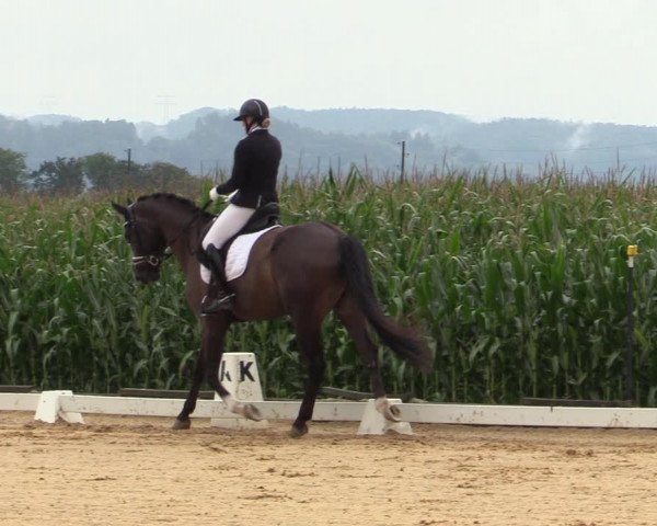 Reitturnier Ranshofen - Braunau am Inn 2023