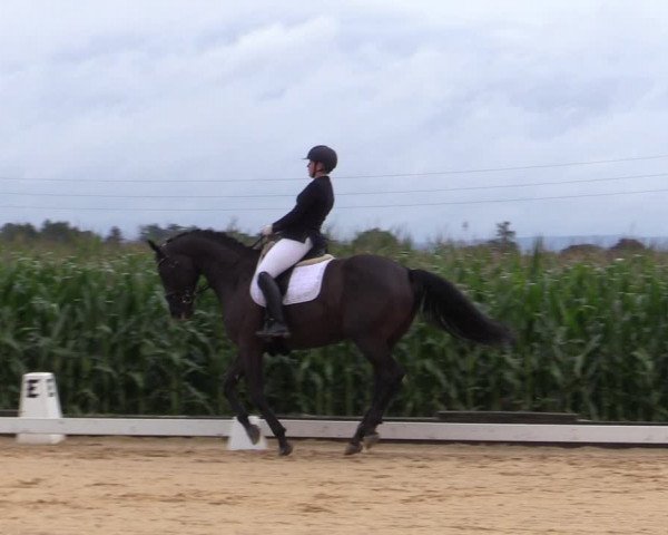 Reitturnier Ranshofen - Braunau am Inn 2023