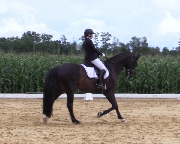 Reitturnier Ranshofen - Braunau am Inn 2023