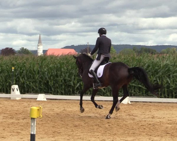 Reitturnier Ranshofen - Braunau am Inn 2023