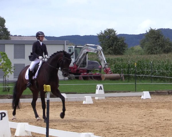 Reitturnier Ranshofen - Braunau am Inn 2023