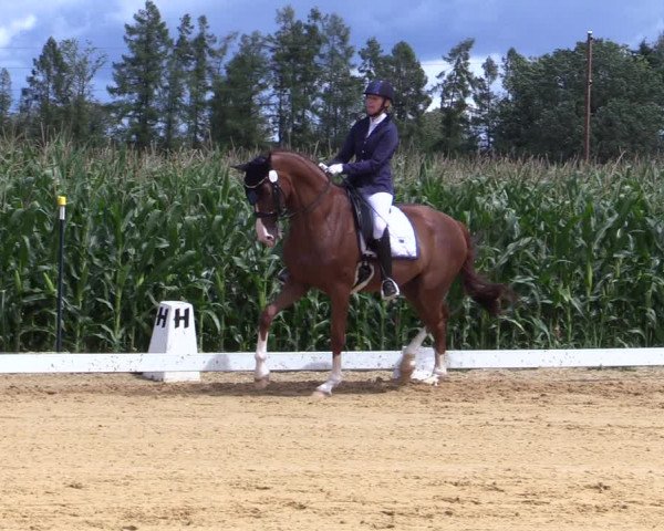 Reitturnier Ranshofen - Braunau am Inn 2023