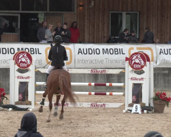 Reitturnier Ranshofen - Braunau am Inn 2023