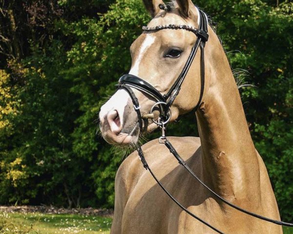 Zuchtstute Petit Hanaya (Deutsches Reitpony, 2020, von Petit Rock the Moment)