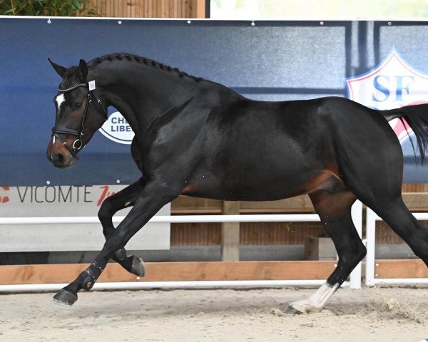 horse Jackpot d'Elbe (Selle Français, 2019, from Connor 48)