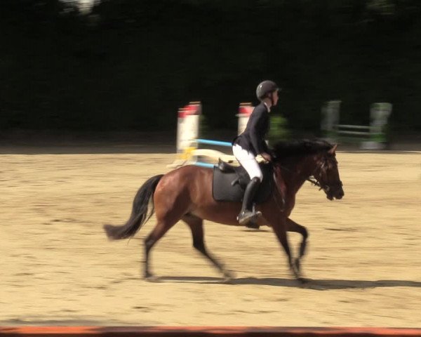 Reitturnier Arnsberg-Holzen 2023