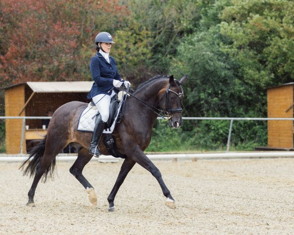 Dressurpferd Solid World (Oldenburger, 2008, von Serano Gold)