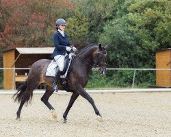 dressage horse Solid World (Oldenburg, 2008, from Serano Gold)