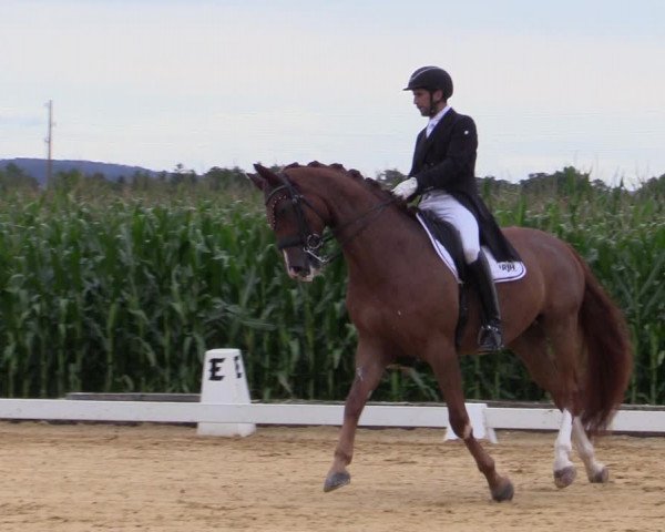 Reitturnier Ranshofen - Braunau am Inn 2023