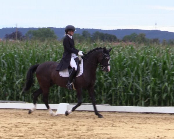 Reitturnier Ranshofen - Braunau am Inn 2023