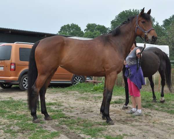 Pferd Mirabell (Trakehner, 2008, von Carel Deak)