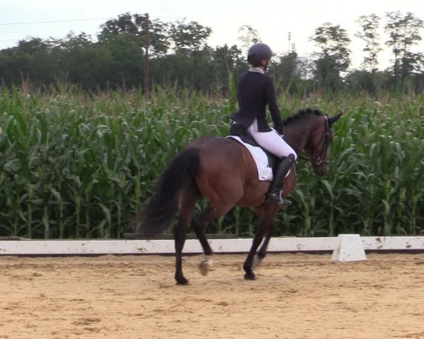 Reitturnier Ranshofen - Braunau am Inn 2023