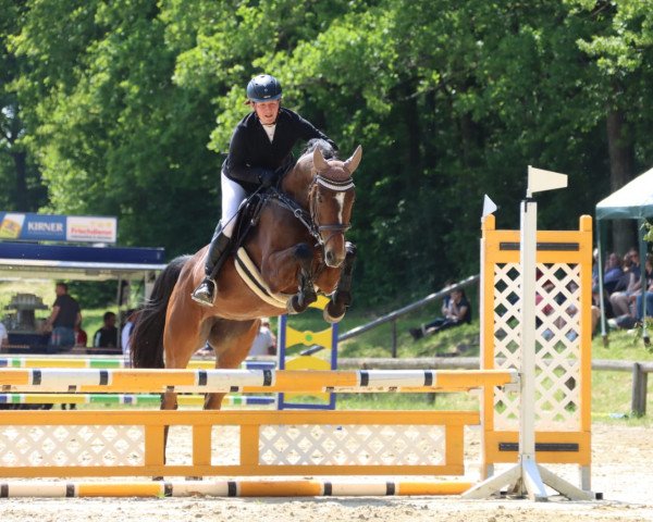 Springpferd Evelein (Deutsches Sportpferd, 2015, von Le Sauteur)