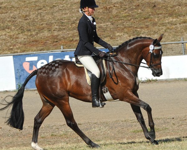 Pferd Trellech Enigma (British Riding Pony, 2003, von Cusop Fingerprint)