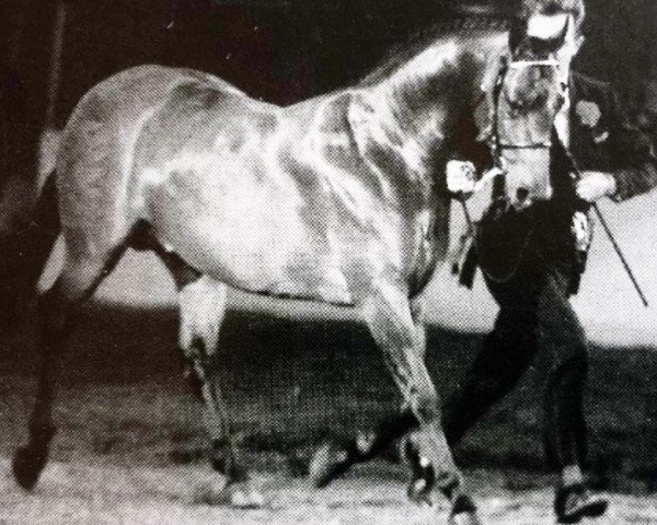 Pferd Copybush Catchphrase (British Riding Pony, 1991, von Trellech Courvoisier)