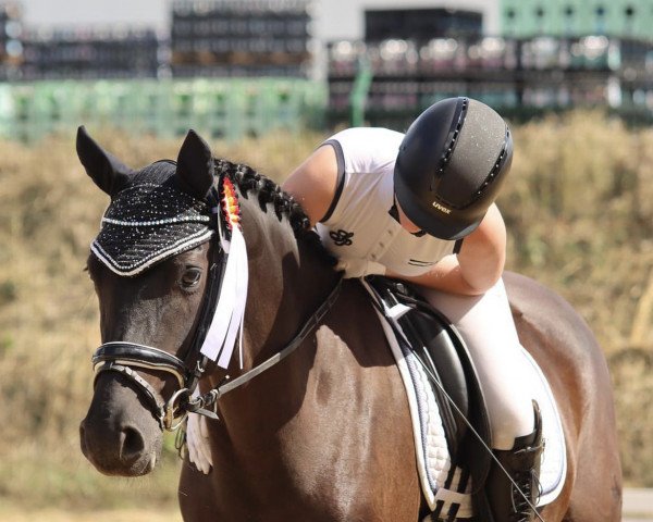 Dressurpferd Nightwish Star (Deutsches Reitpony, 2014, von Nadir vom Splitting WE)