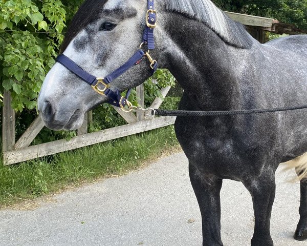 Pferd Incredible Star Seed Wb (Holsteiner, 2019, von I'm Special de Muze)