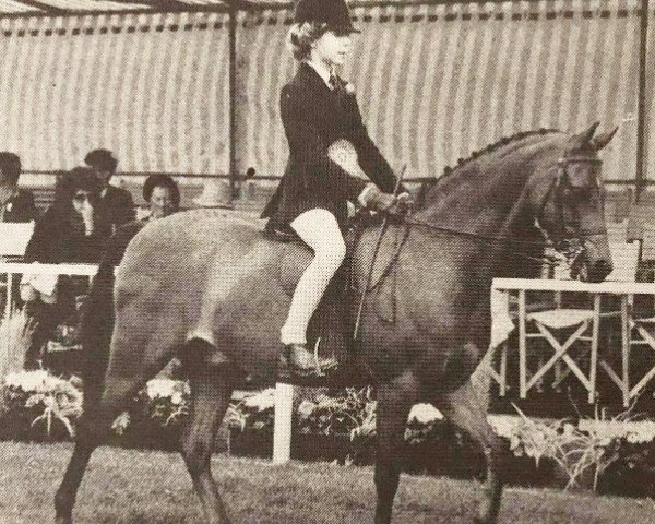 Pferd Twylands Carillon (British Riding Pony, 1978, von Keston Royal Occasion) Pferd Twylands Carillon (British Riding Pony, 1978, von Keston Royal Occasion)