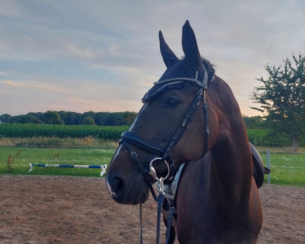 dressage horse London's Lynn (Hanoverian, 2007, from Londonderry)