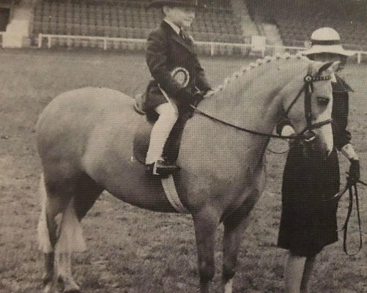 horse Champ (Welsh mountain pony (SEK.A), 2010)