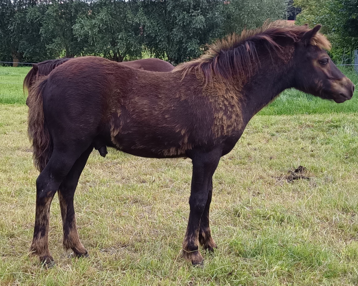 Deckhengst Man in Black-L (Shetland Pony, 2023, von Mr. Blue v.d. Hoorn)