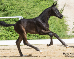 horse Finero (Austrian Warmblood, 2023, from Fineline)