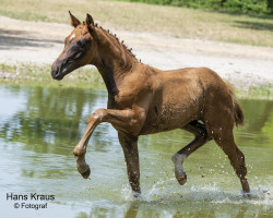 horse Piana BMK (Austrian Warmblood, 2023, from Feliciano)